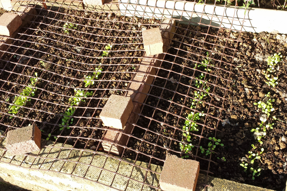 My first seedlings appear (Image: T. Larkum)