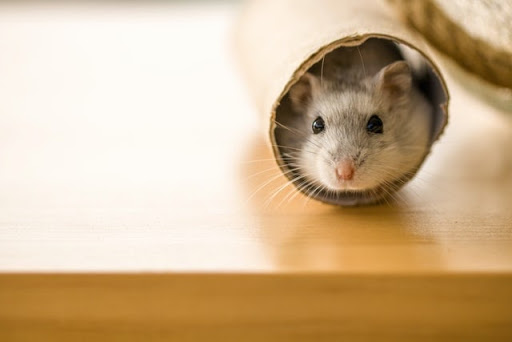 Mice (and Men) - A Story
